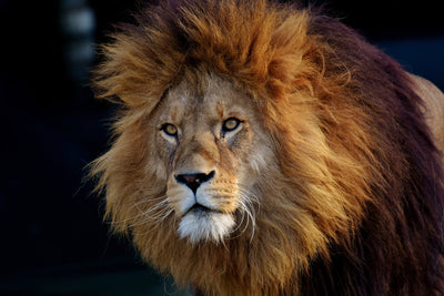 poster-print-attention-lion