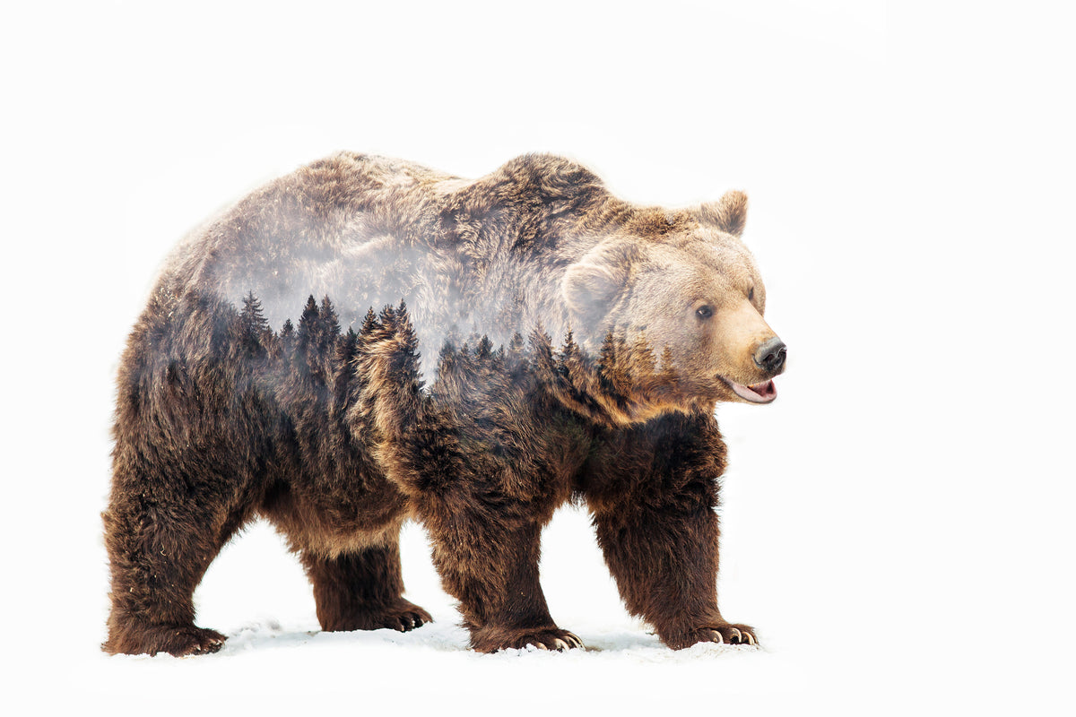 framedcanvas-print-bear-x
