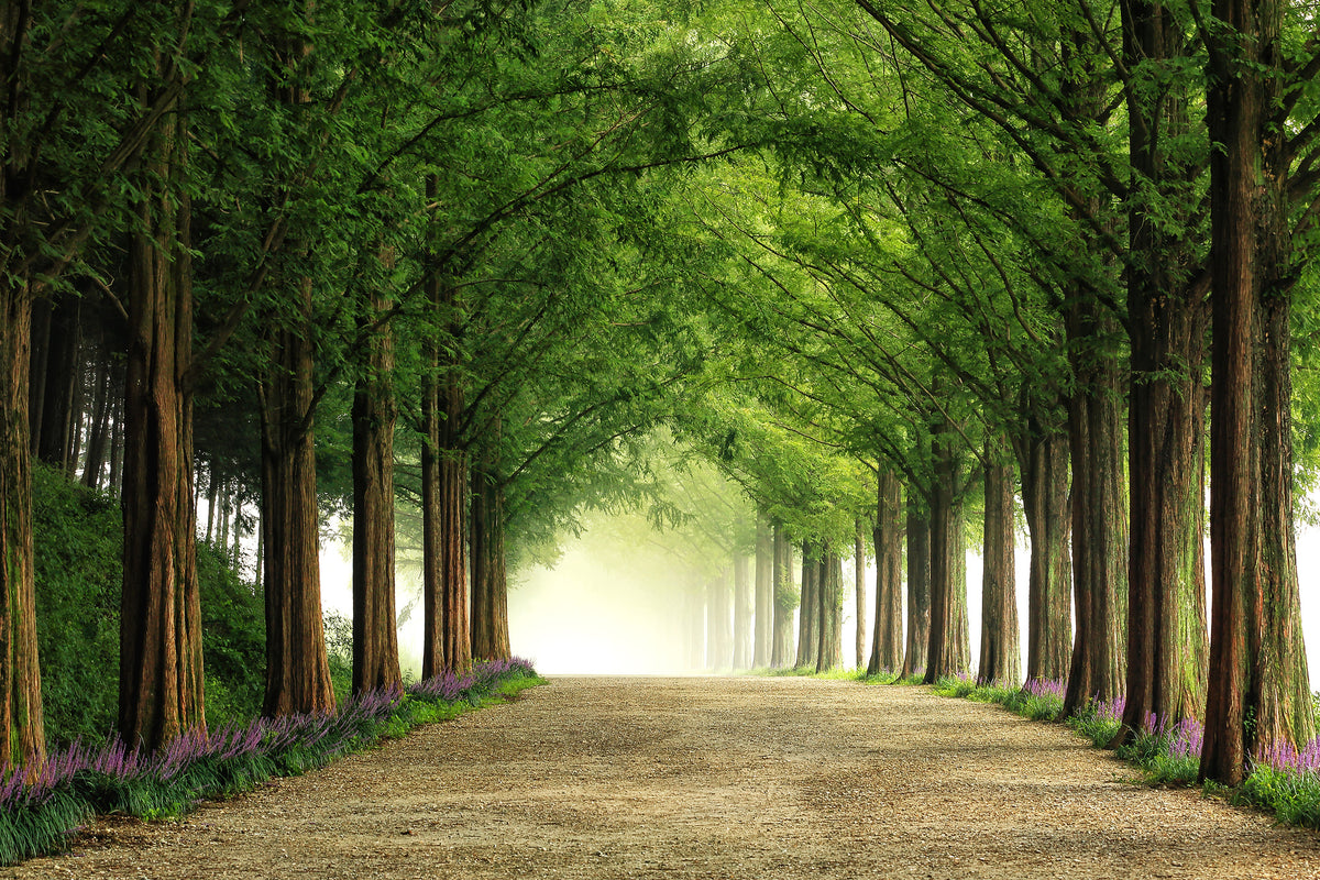 framedcanvas-print-metasequoia-road-x