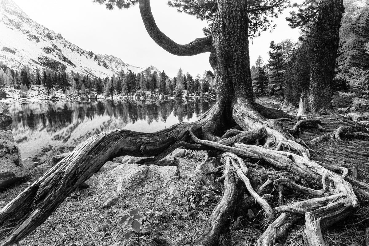 modern-3-piece-canvas-print-old-tree