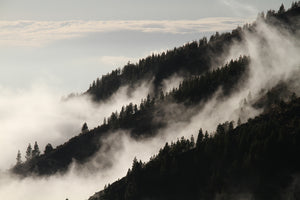 poster-print-fog-in-the-woods