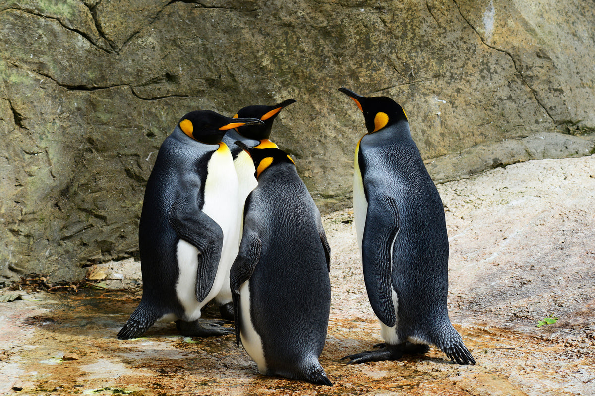 framedcanvas-print-king-penguins