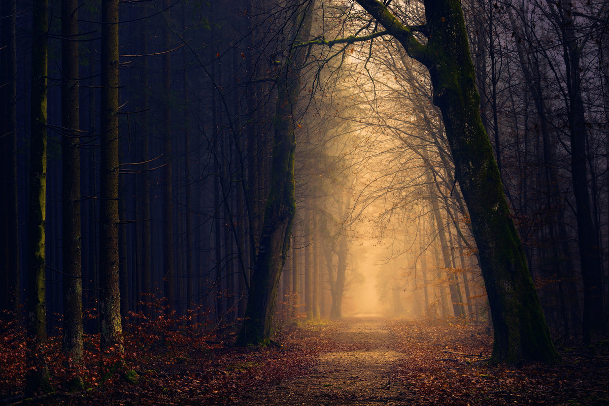 framedcanvas-print-evening-mood-in-the-forest