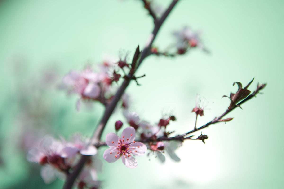 modern-3-piece-acrylic-print-beautiful-japanese-cherry-blossom