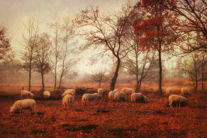 modern-3-piece-aluminium-print-last-days-of-autumn