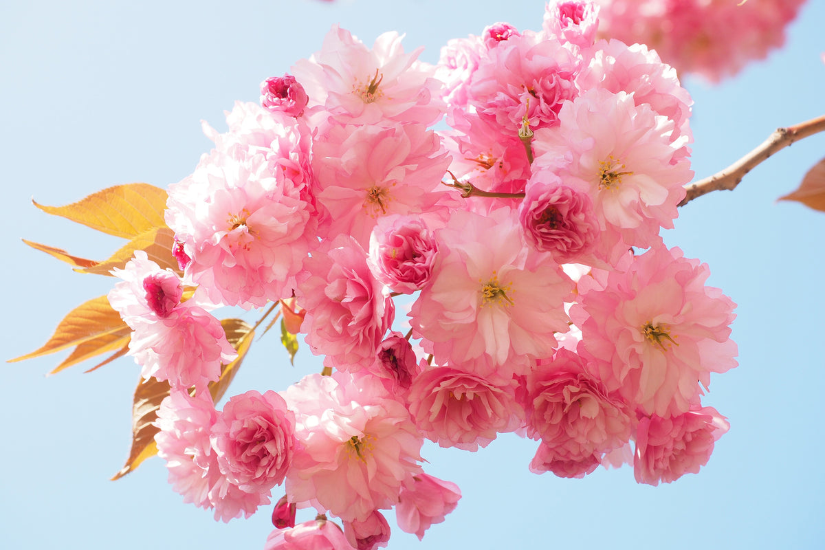 3-piece-acrylic-print-the-cherry-blossoms