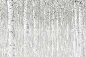 3-piece-acrylic-print-trees