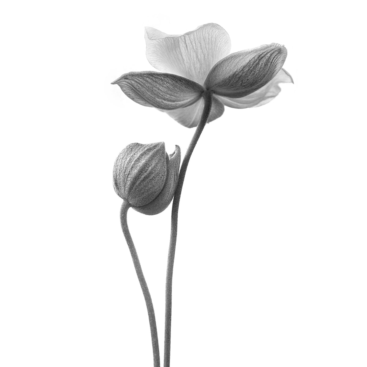 4-piece-aluminium-print-a-little-touch-monochrome