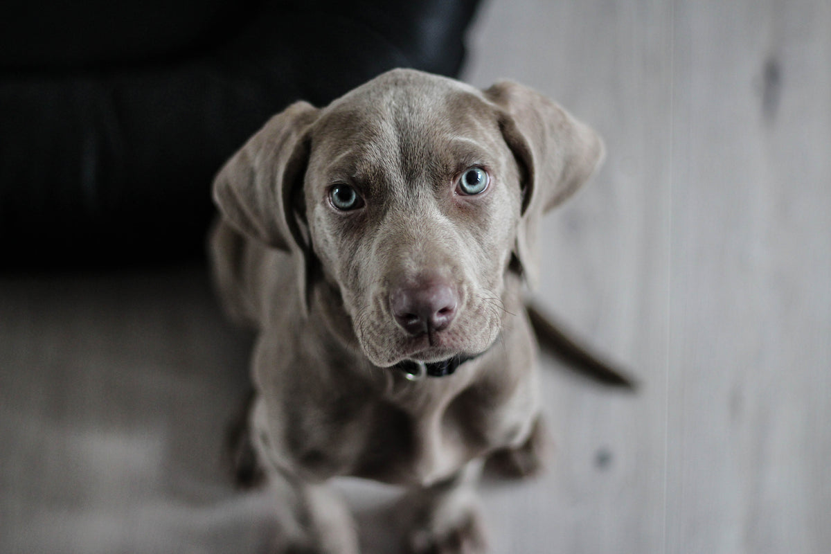 framedposter-print-the-weimaraner