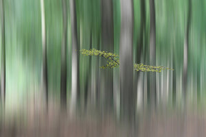 aluminium-print-summermorning