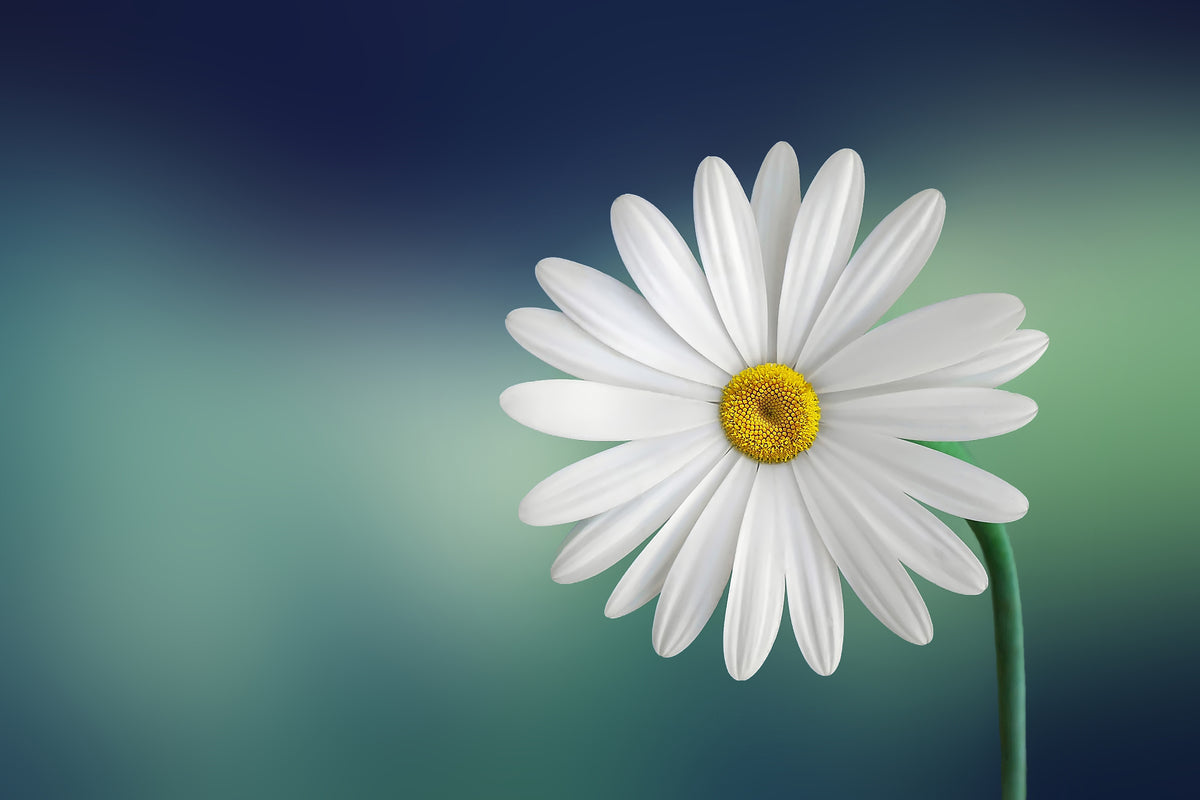 framedposter-print-flower