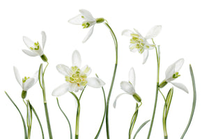 canvas-print-spring-snowdrops