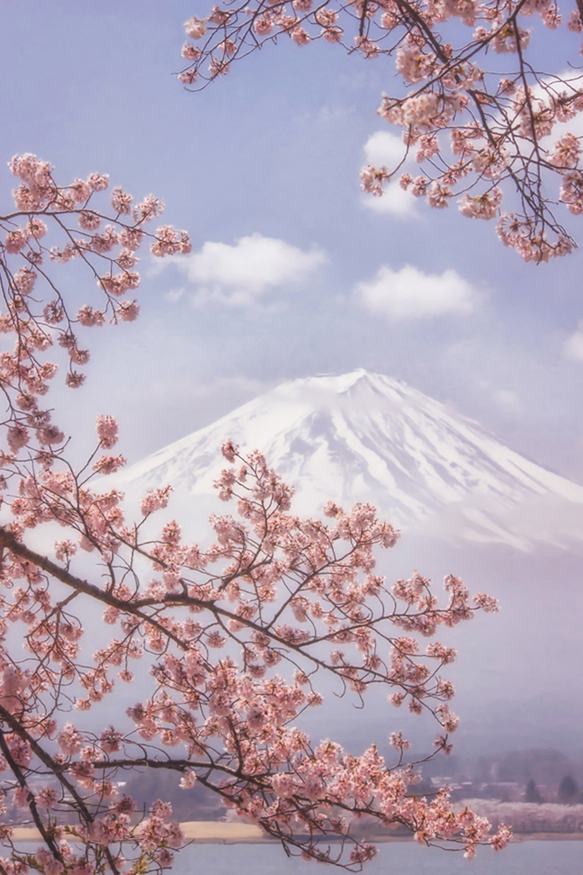acrylic-print-mtfuji-in-the-cherry-blossoms-x