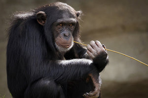3-piece-aluminium-print-sweet-chimpanzee