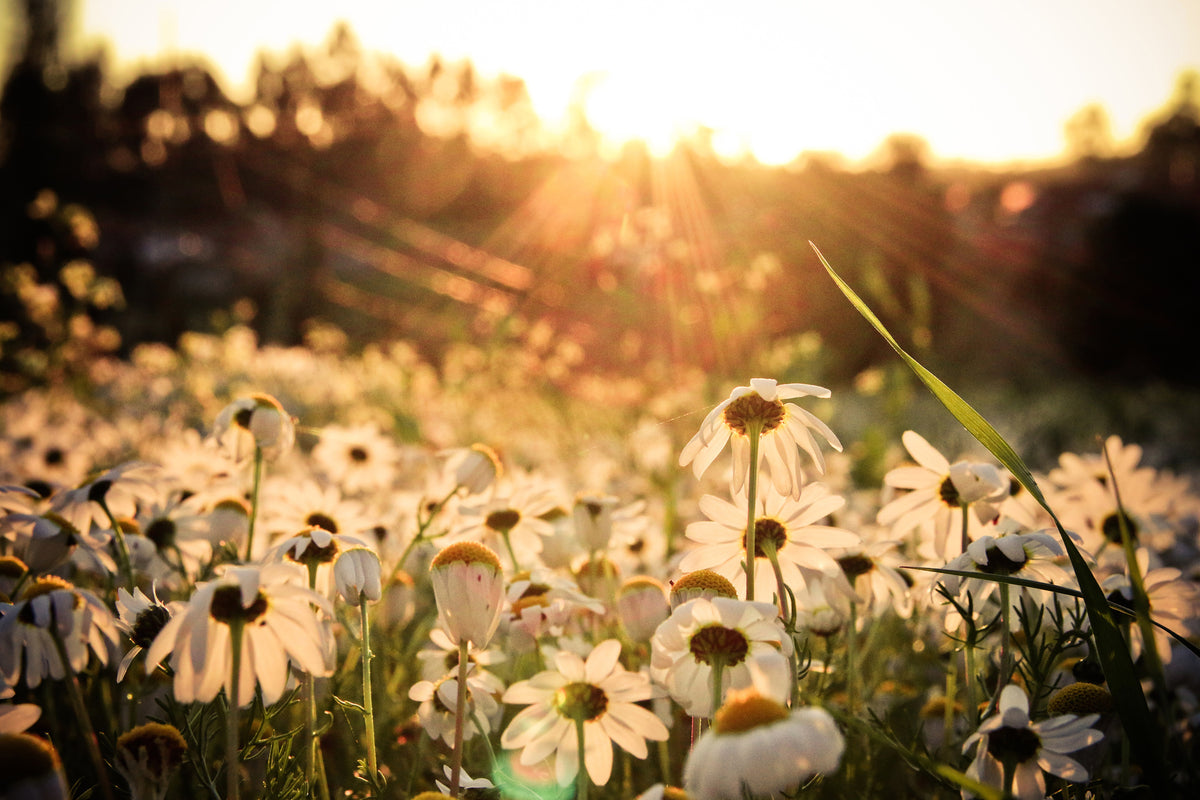 modern-3-piece-aluminium-print-daisies-at-sunset