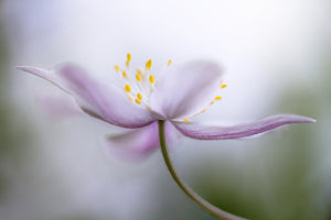 canvas-print-nemorosa-ii