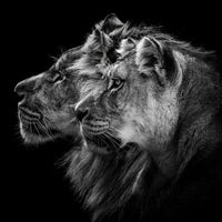 acrylic-print-lion-and-lioness-portrait