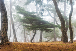 framedcanvas-print-in-the-misty-pine-forest-x