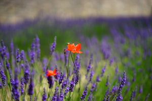 canvas-print-poppy-in-the-lavender