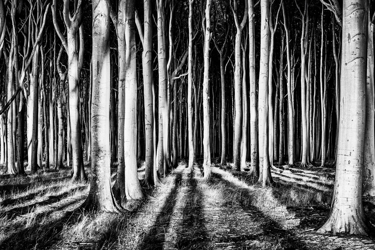 3-piece-aluminium-print-ghost-forest
