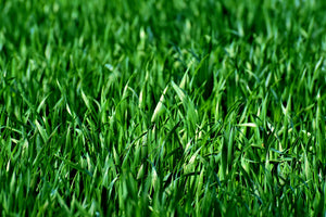 acrylic-print-the-meadow-in-xl