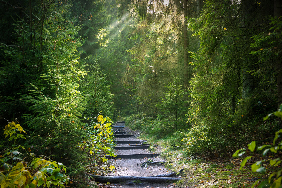 3-piece-acrylic-print-a-path-between-firs