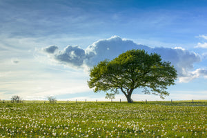 poster-print-spring-tree