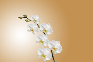 framedcanvas-print-white-orchids-xl