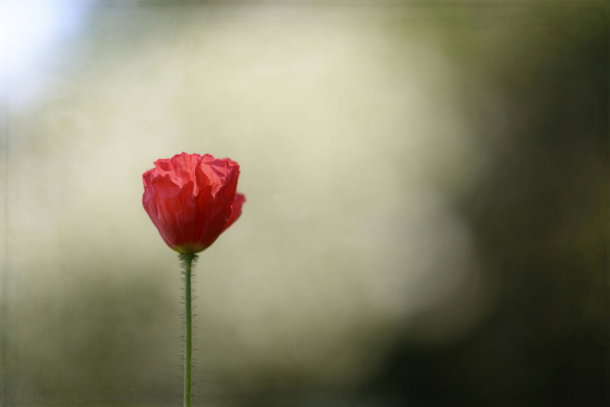 poster-print-red-poppy