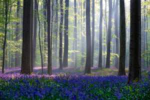 acrylic-print-bluebells