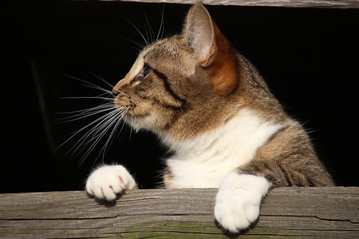 canvas-print-xl-cat