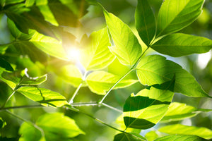 poster-print-go-green