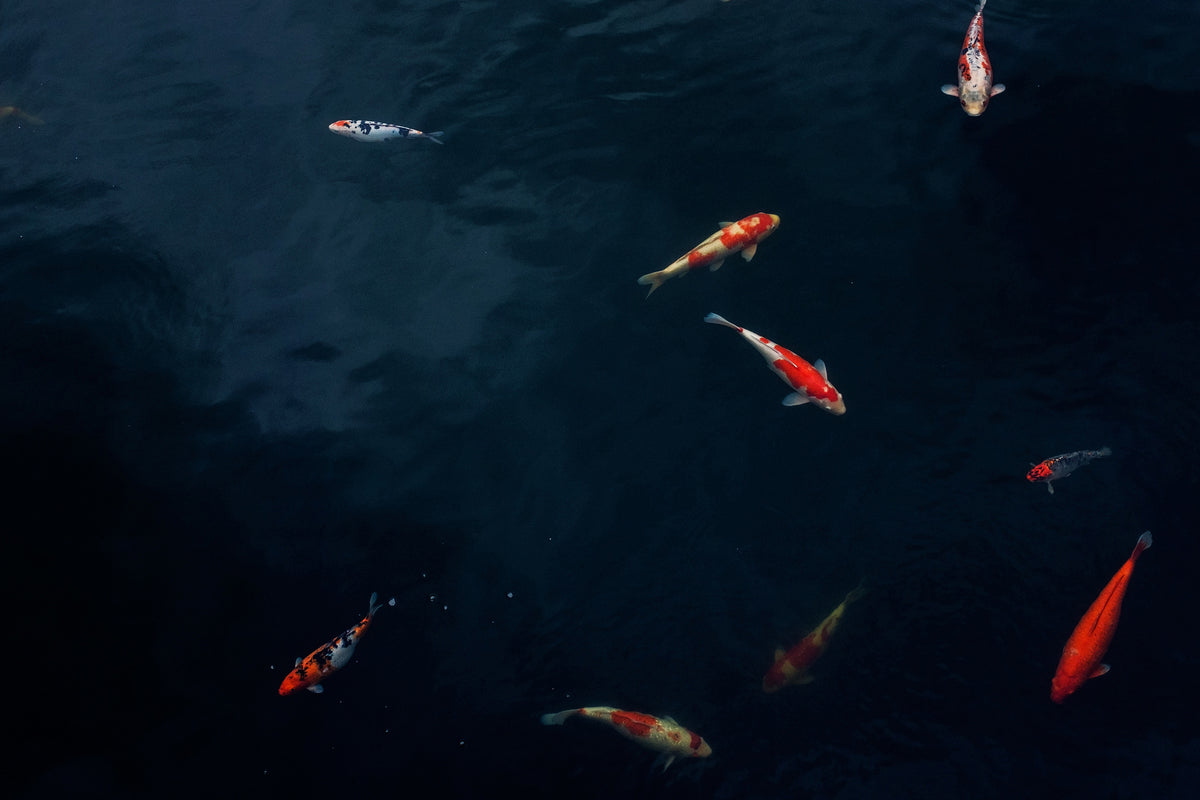 acrylic-print-fish-in-the-pond