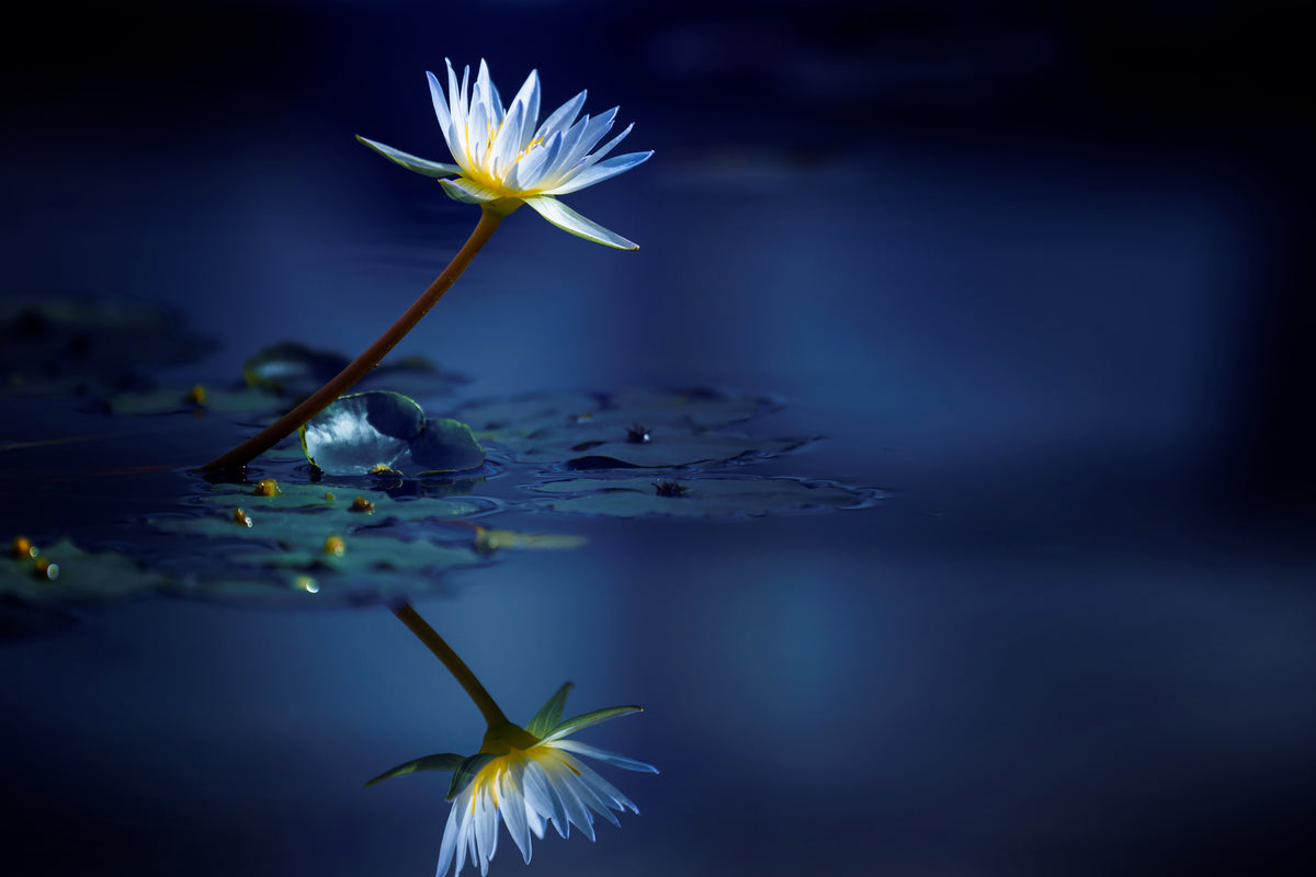 acrylic-print-reflection-xdb