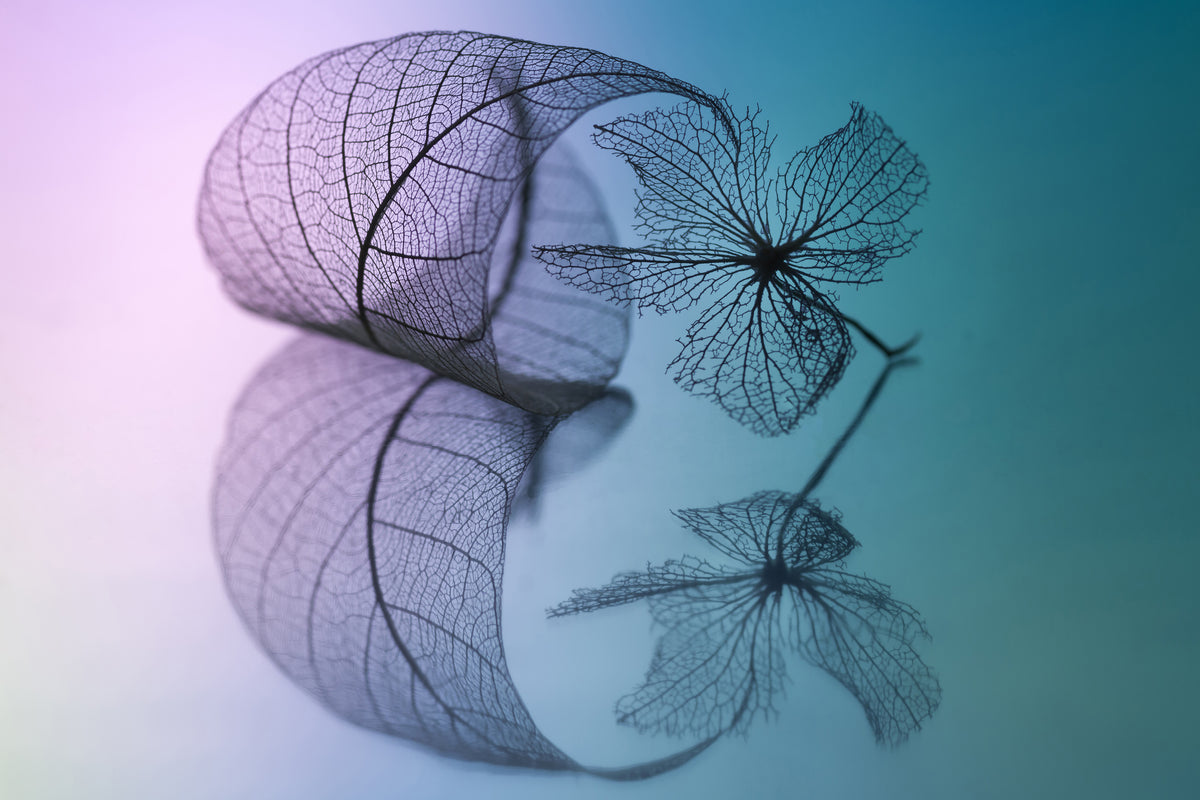 framedcanvas-print-story-of-leaf-and-flower