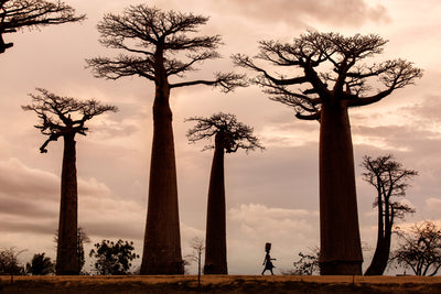 poster-print-madagascar-x