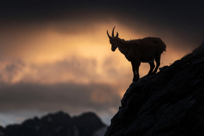 poster-print-alpine-ibex-x