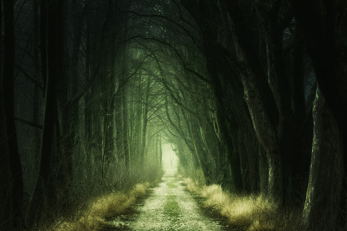 poster-print-mysterious-forest-iii