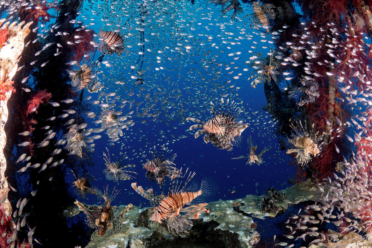 poster-print-lionfish-party-x