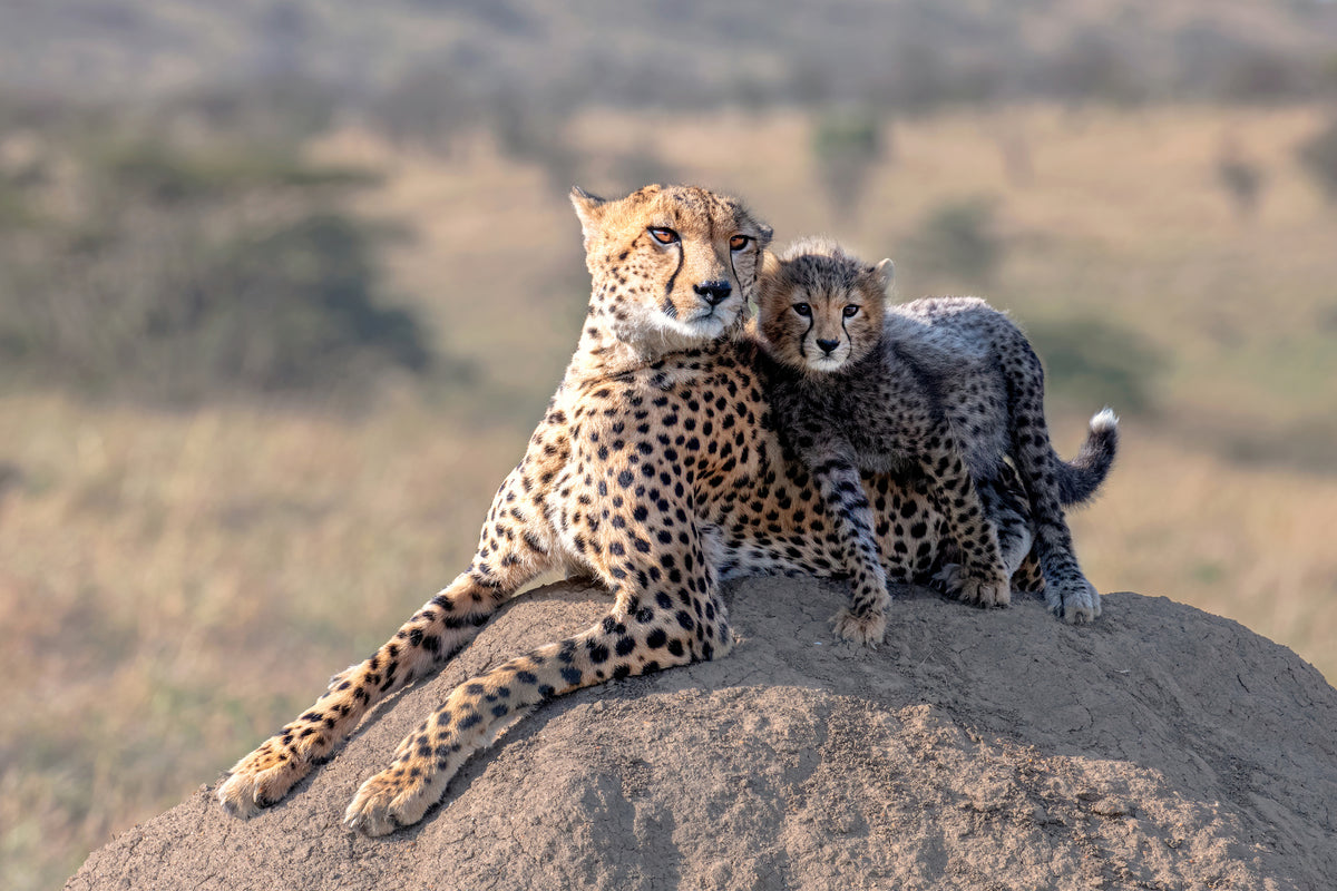 canvas-print-cheetah-and-cup-x
