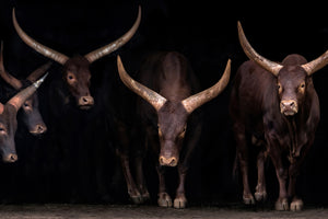 aluminium-print-watusi-family-x