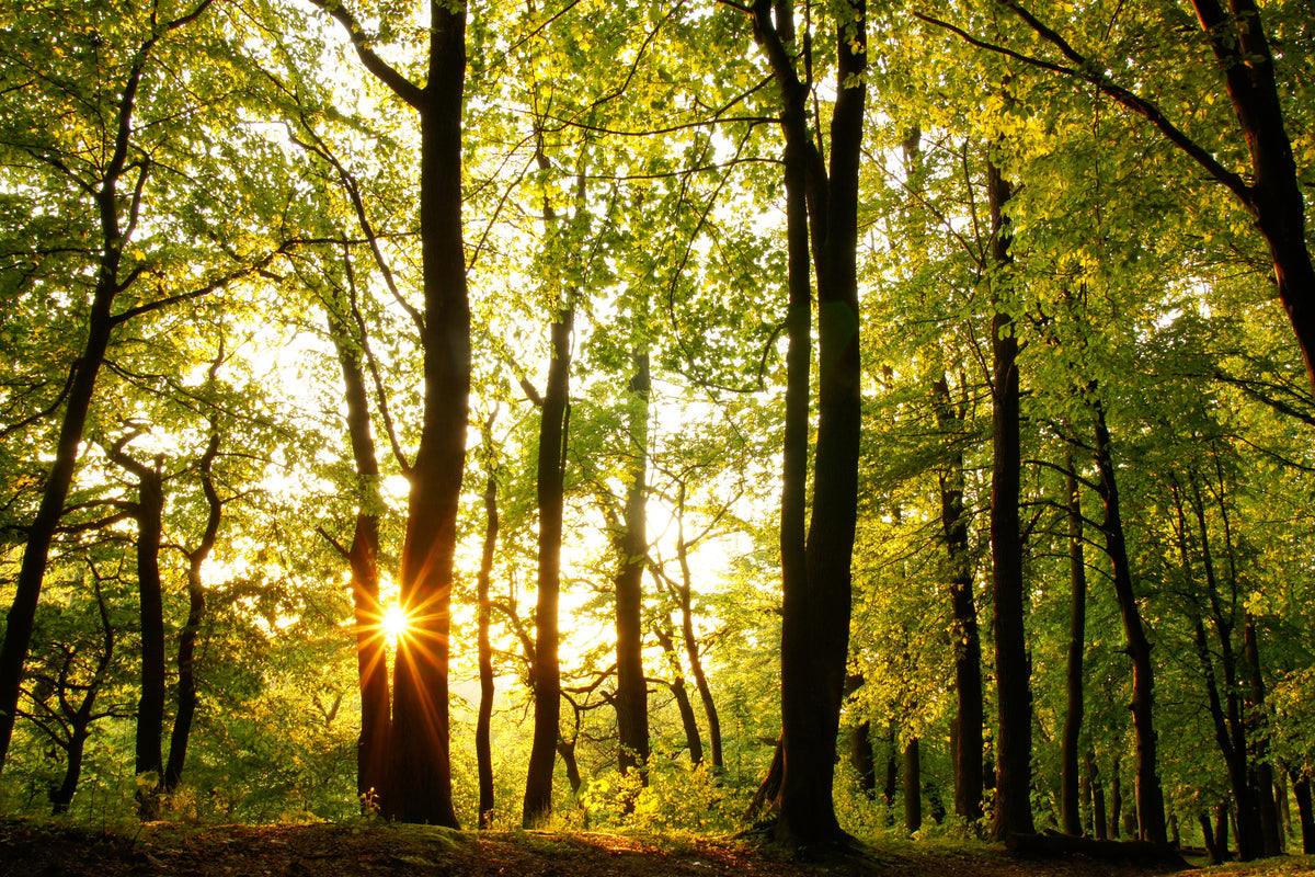 aluminium-print-sunset-between-trees