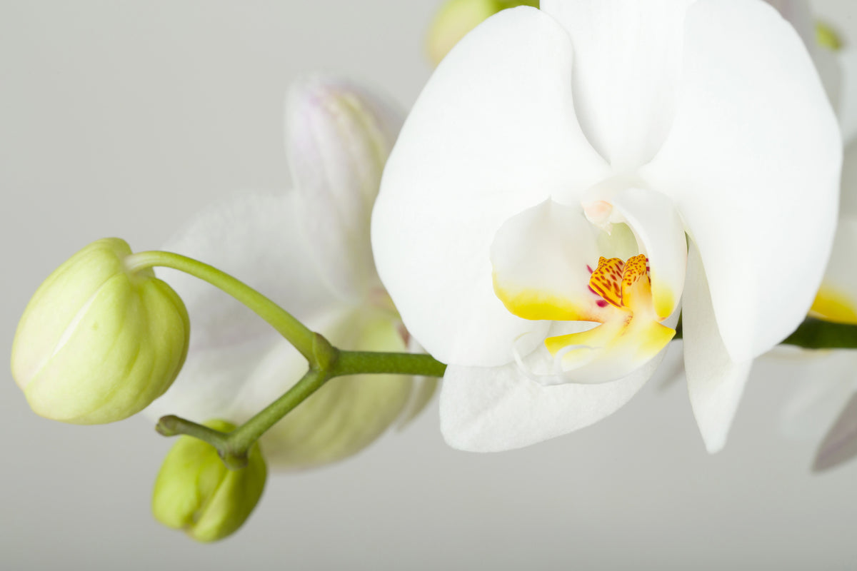 acrylic-print-giant-orchid