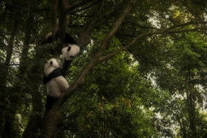 acrylic-print-panda-x
