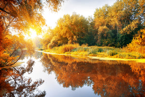canvas-print-forest-reflection-in-water