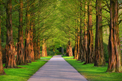 poster-print-beautiful-avenue-in-nature