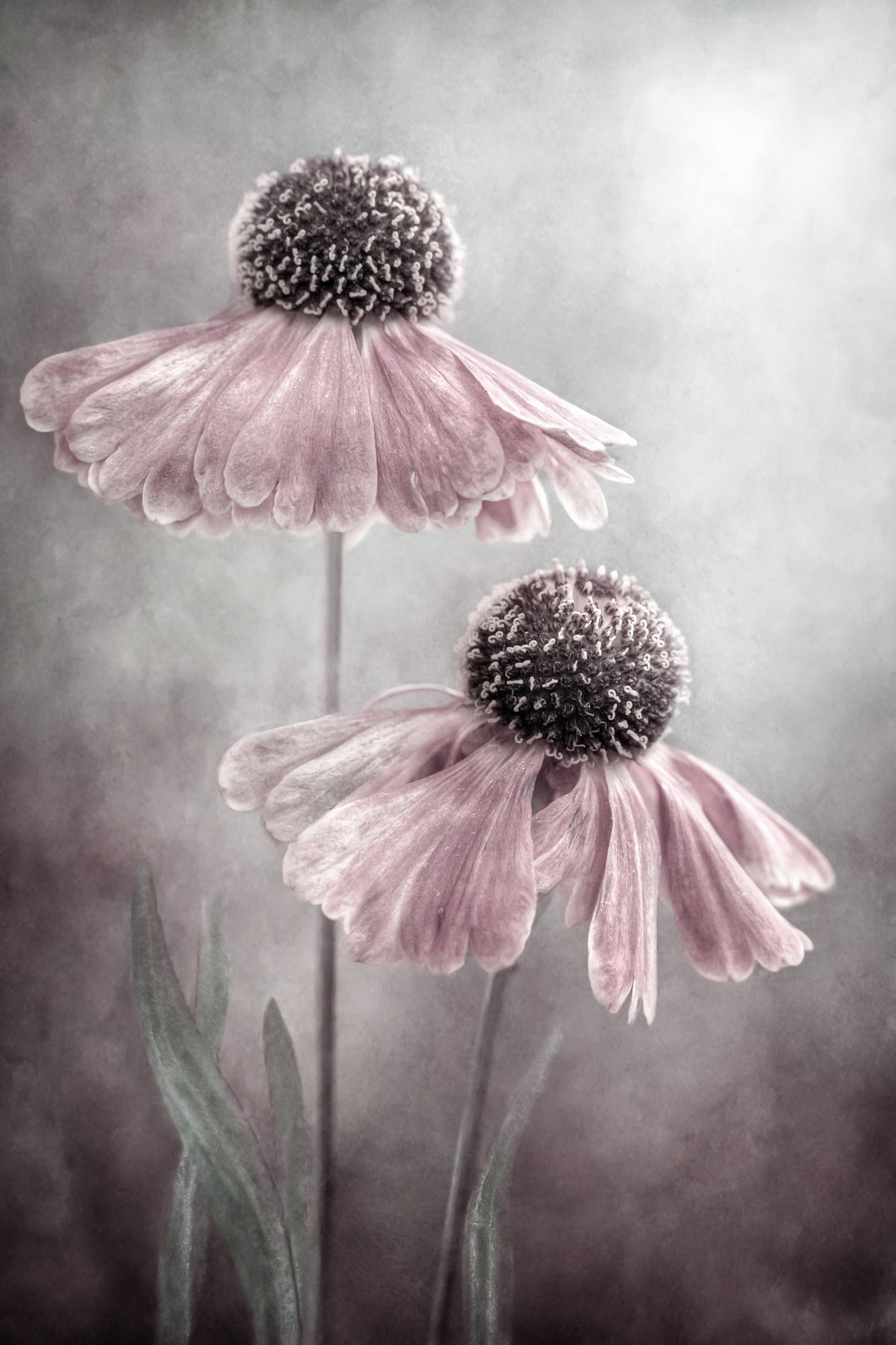 canvas-print-duet-x