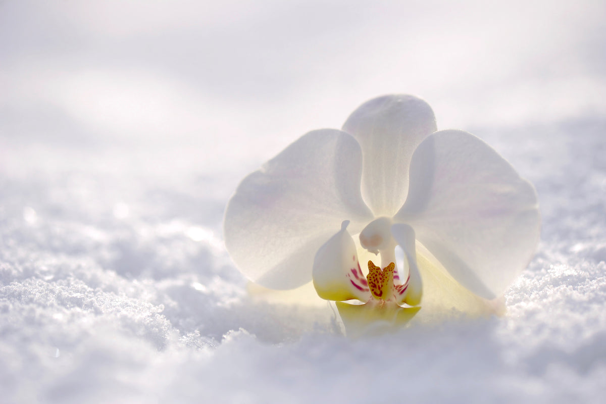 aluminium-print-the-orchids-bloom