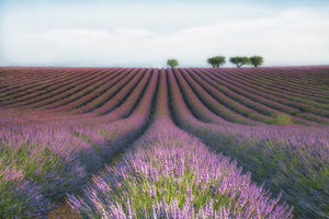 canvas-print-velours-de-lavender