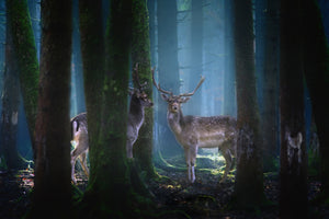 3-piece-aluminium-print-deers